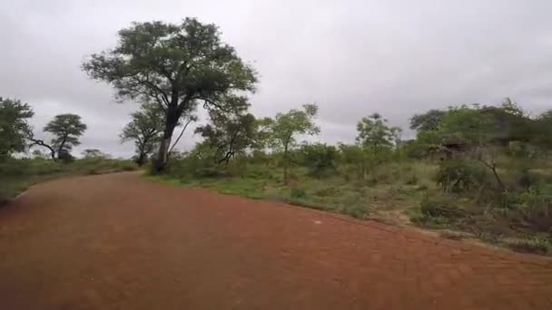 Pov Shot Front Car African Bushland Driving Driveway Dirt Road — Stockvideo