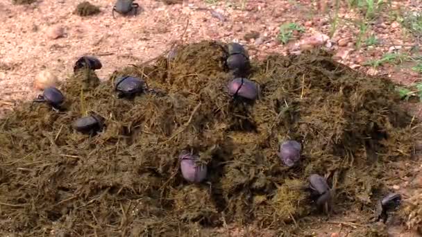Close View Colony Dung Beetles Collecting Elephant Dung — Vídeos de Stock