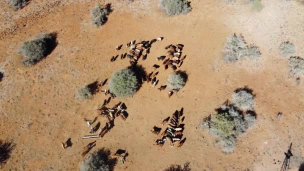 Female Karoo Farmer Feeding Cattle Aid Diet Drought South African — Stockvideo
