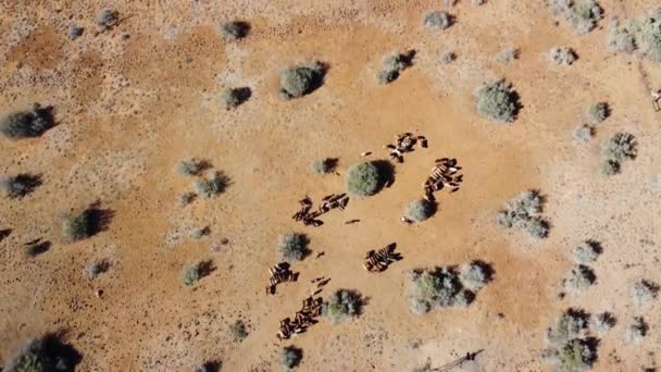 Karoo Farm Cattle Fed Aid Diet Drought Graaff Reinet South — Stok video