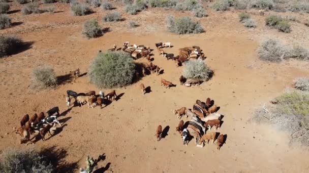 Female Karoo Farmer Feeds Cattle Aid Diet Drought Semi Desert — Stockvideo