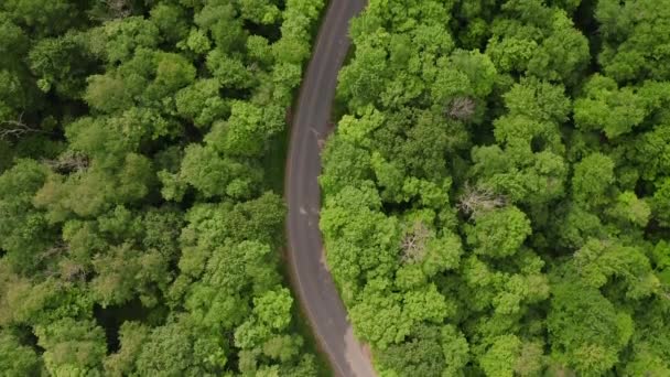 Aerial Drone Overhead Flying Curvy Rural Road Bright Green Forest — Αρχείο Βίντεο