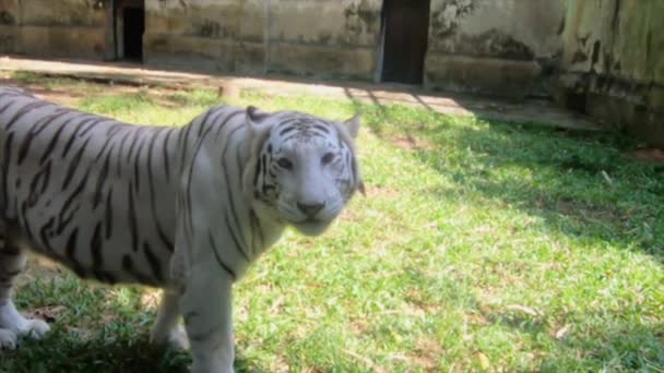 Incredible Awesome Endangered Rare Extinct White Tiger Slow Motion Shot — Stok Video