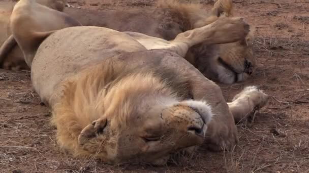 Male Lion Peacefully Sleeping His Back Greater Kruger National Park — стоковое видео
