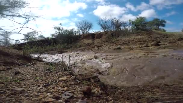 Timelapse Small Stream Flowing Due Flash Floods Greater Kruger Low — ストック動画