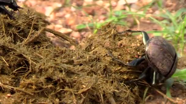Close Dung Beetles Mengoleksi Kotoran Gajah — Stok Video