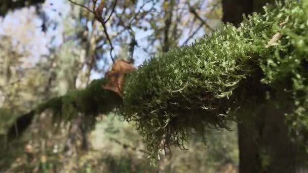 Moving Shot Large Patch Moss Tree Branch — Vídeo de stock