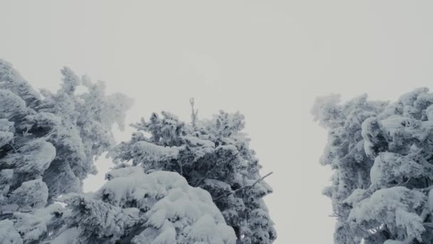 Rotation Shot Snow Covered Trees Winter Landscape Wide Shot Low — Vídeos de Stock