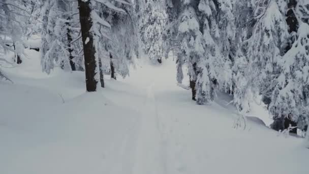 Skiing Snowy Forest Ski Touring Trail Slow Motion Pov Wide — 图库视频影像