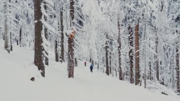 Follow Shot Skier Riding Snow Covered Forest Wide Shot — Stockvideo