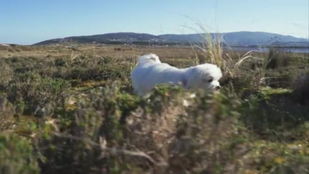 All White Maltese Bichon Trots Brush Field Mountainous Countryside — Stockvideo