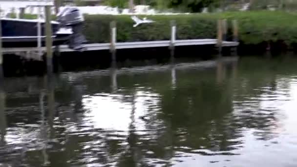 Slow Pelican Diving Fish Florida Canal — Wideo stockowe