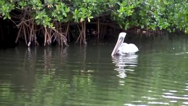 Pelican Swimming Mangroves Florida Canal — Videoclip de stoc