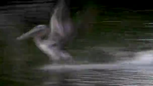 Brown Pelican Fishing Florida Canal — Videoclip de stoc