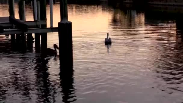 Two Pelicans Swimming Florida Canal Sunset — Αρχείο Βίντεο