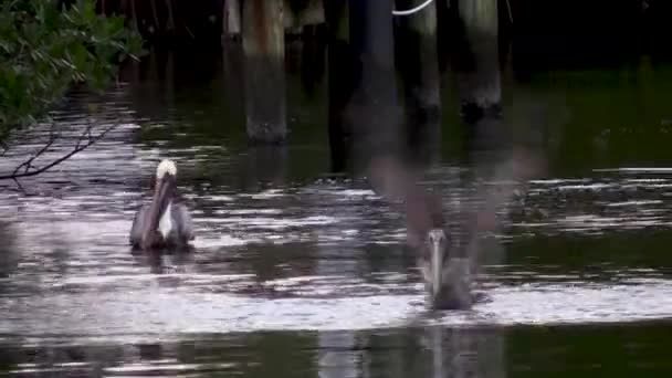 Brown Pelican Diving Fish Florida Canal — Αρχείο Βίντεο