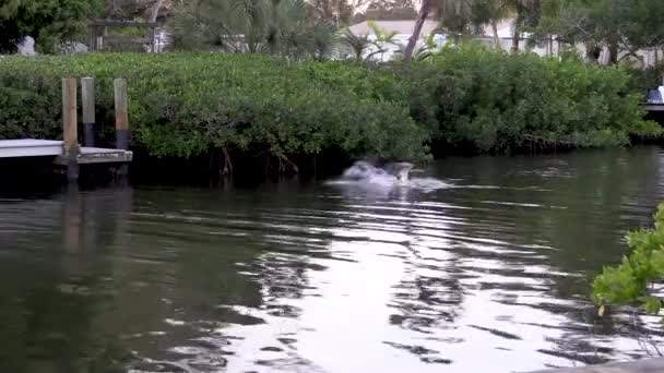 Brown Pelican Diving Fish Florida Canal — стоковое видео