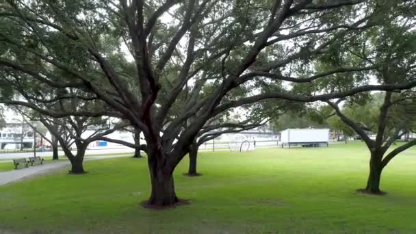 Aerial Video Oak Tree Burls Waterfront Park — Stock videók