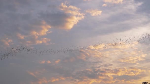 Millions Bats Pour Out Cave Thailand Sunset Hunting Bugs — Video Stock