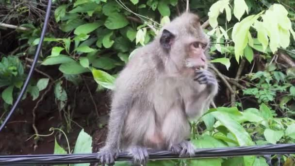 Macaque Monkey Eating Leaves Balancing Wire Thailand — ストック動画