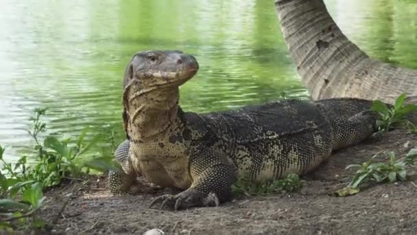 Monitor Lizard Lurks Water Edge Alter While Hunting Wild — Vídeos de Stock
