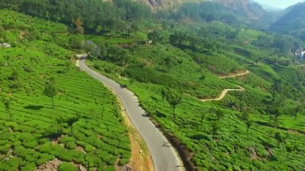 Tea Plantation India Munnar Asia Road Aerial Shot Greenish Long — 图库视频影像