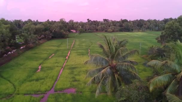 Lush Green Paddy Field Aerial Shot Colorful — Wideo stockowe