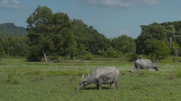 Two Buffaloes Eating Fresh Green Grass Birds Flying Them Medium — Stockvideo