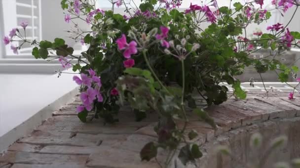 Красиві Квіти Балконі Взимку — стокове відео