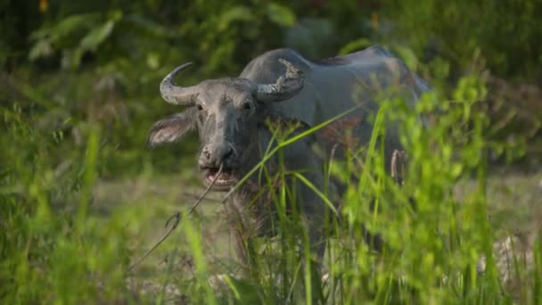 Buffalo Chewing Its Food While Standing Green Field Closeup Shot — Vídeos de Stock