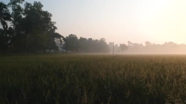Beautiful Sunrise Paddy Field Morning Shot Mist Golden Lights Rice — стоковое видео