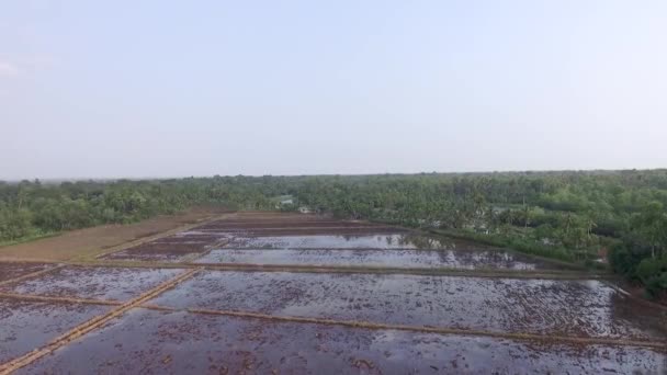 Main Field Preparation Paddy Cultivation Aerial Shot Water Filled Rice — Vídeo de Stock