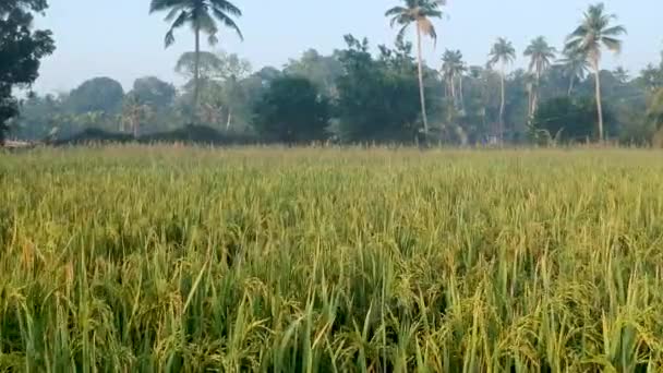 Rice Grains Ripening Stalk Ready Harvest Rice Field Ready Harvest — Stockvideo