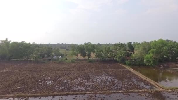 Main Field Preparation Paddy Cultivation Water Filled Rice Fields Aerial — Vídeo de stock