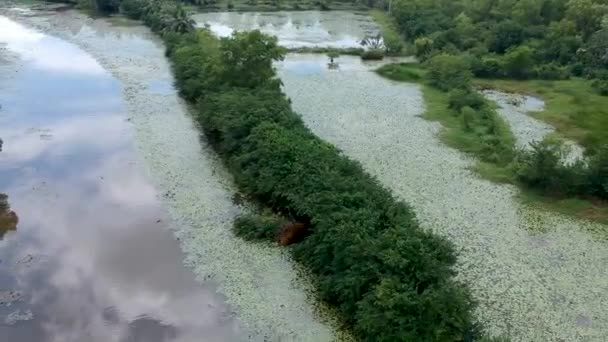 Beautiful Aerial Shot Backwater River Asia Small Boat Cruise Thick — 图库视频影像