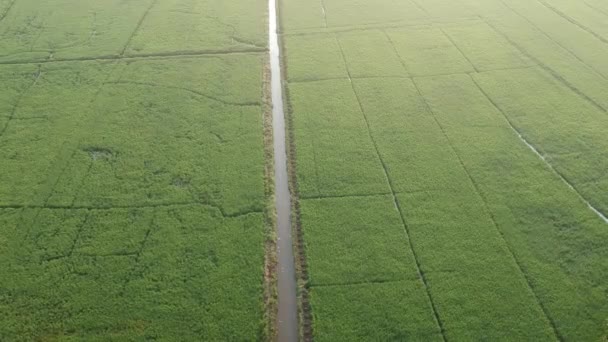 Asian Paddy Field Village Aerial Shot Irrigation River Sunrise Coconut — Stockvideo