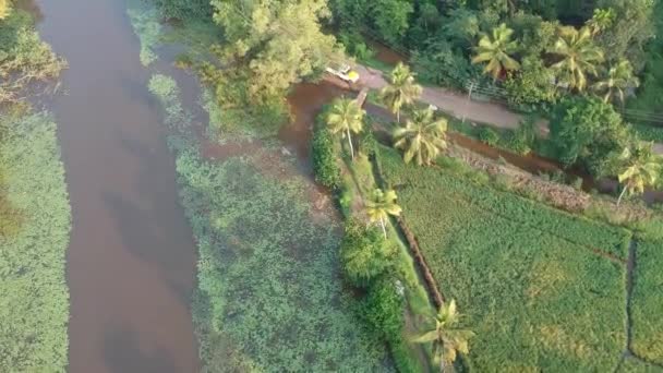 Asian Paddy Field Village Aerial Shot Irrigation River Sunrise Coconut — Stockvideo