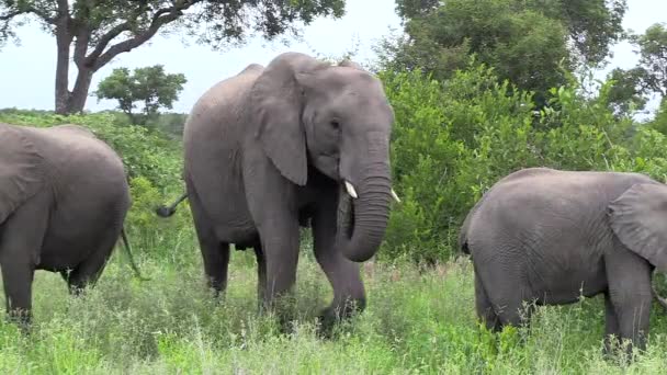 Elephants Grazing Lush Green Grass Timbavati Game Reserve South Africa — Stock videók