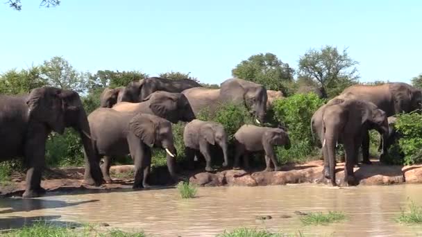 Large Herd Elephants Enjoy Sunny Day Waterhole Timbavati Game Reserve — Stock Video