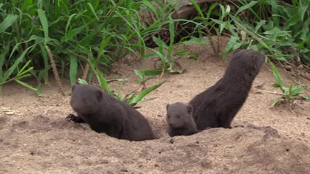 Family Dwarf Mongoose Africa Stay Alert Watch Surroundings Entrance Den — Stok Video