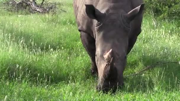 Zoom White Rhino Grazing Lush Green Grass — Stok video