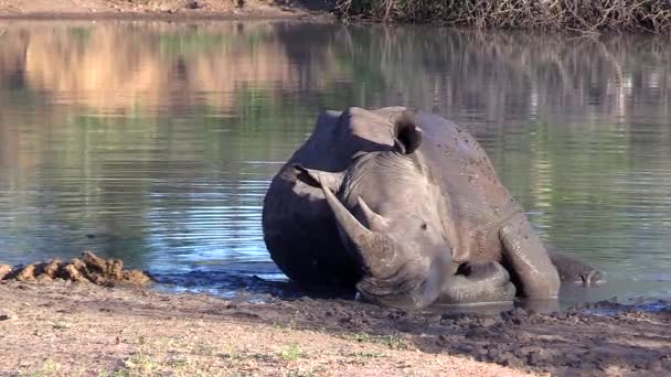 White Rhino Peacefully Sleeping Edge Small Water Pan South Africa — Video Stock