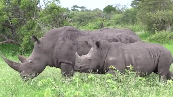 Three White Rhinos Moving Tall Green Grass Africa — 비디오