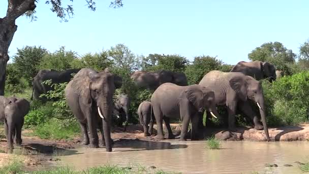 Elephants Gathering Small Waterhole Timbavati Game Reserve South Africa — Stockvideo