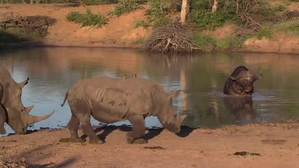 Rhino Calf Walk Edge Waterhole Cape Buffalo Wades Water Background — Stockvideo