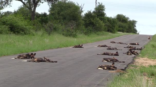 Huge Pack African Wild Dogs Sleeping Hot Black Tar Road — Stock video