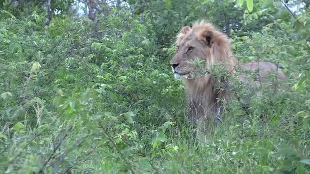 Male Lion Peers Out Watching Stands Hidden Dense Vegetation — Stok video