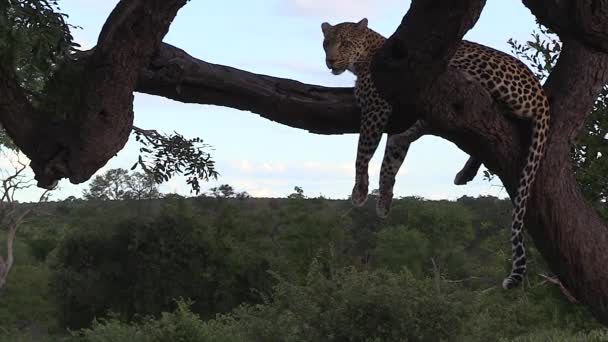 Female Leopard Sleeps Tree Her Legs Tail Dangling Air Greater — Stock Video