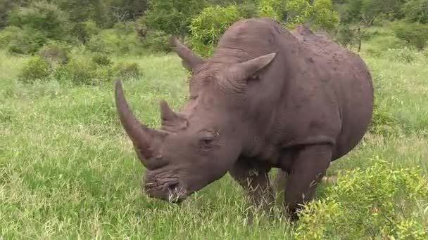 White Rhino Bull Massive Horn Rhinoceros Have Been Hunted Extinction — 图库视频影像