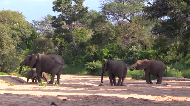 Wide Shot Elephants Throwing Sand Themselves While Standing Empty Riverbed — Vídeo de Stock